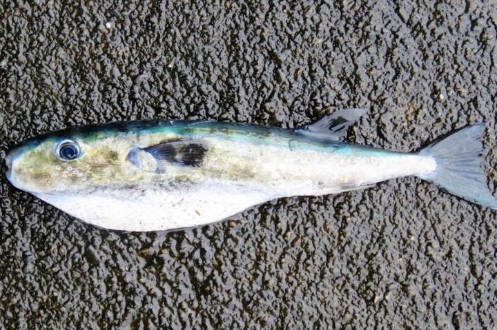 밀복