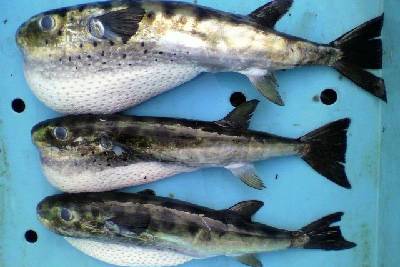 밀복