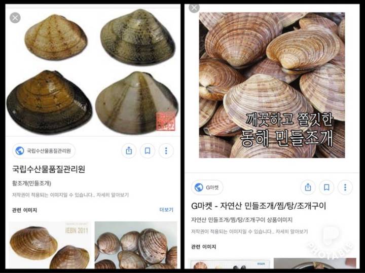 민들조개