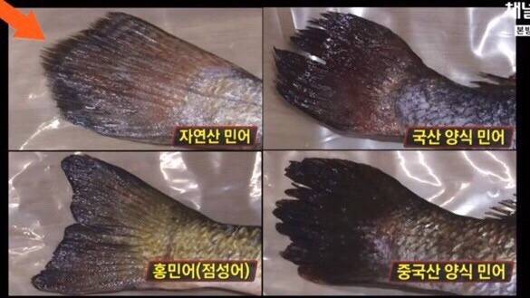 민어