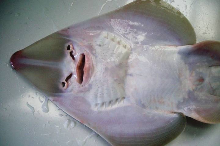 목탁가오리