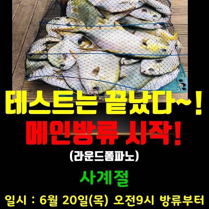 무점매가리
