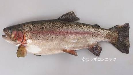 무지개송어