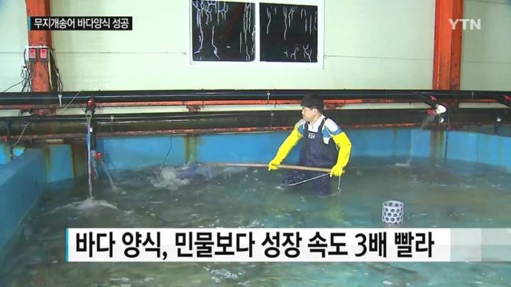 무지개송어