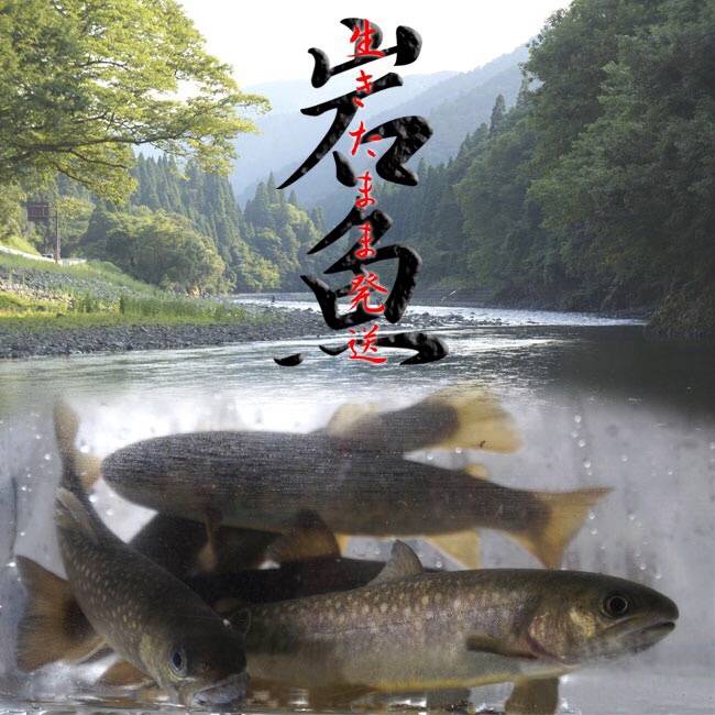 무지개송어