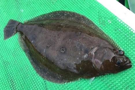 물가자미