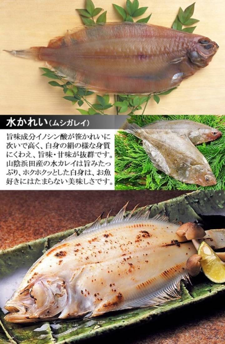 물가자미