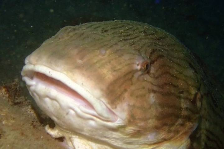 물메기