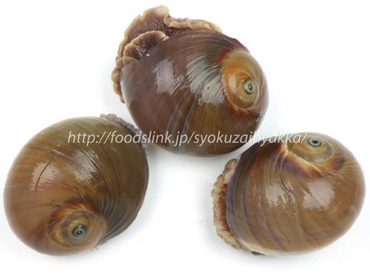 물레고둥