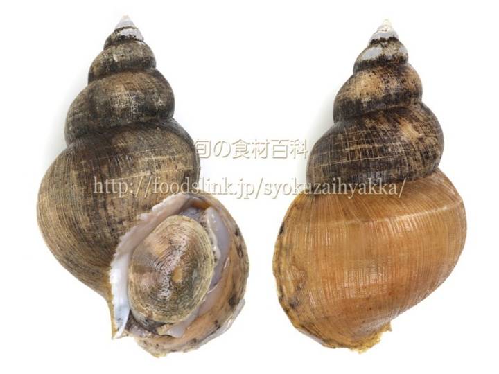 물레고둥