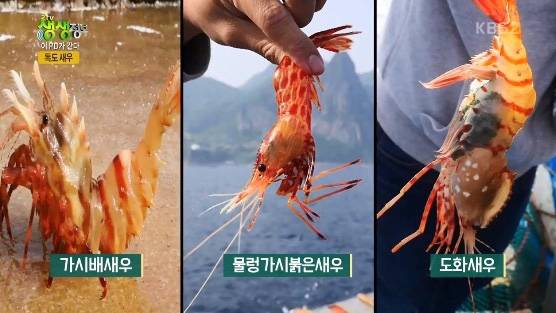 물렁가시붉은새우