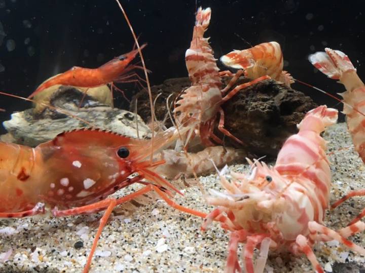 물렁가시붉은새우