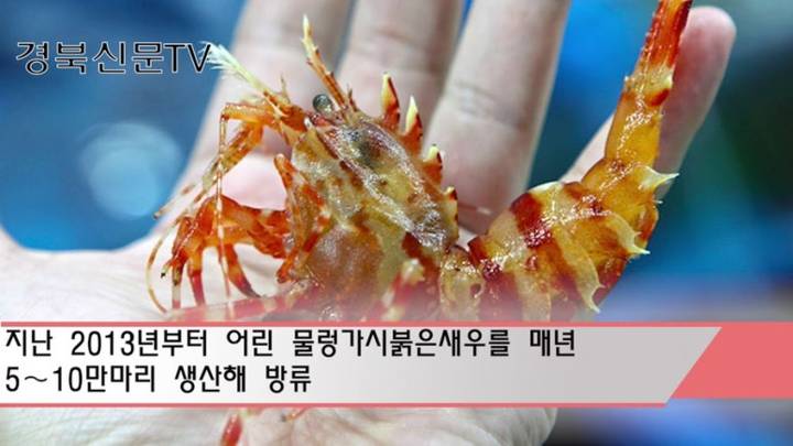 물렁가시붉은새우