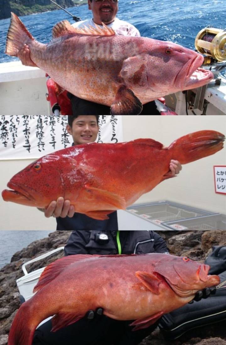 무늬바리