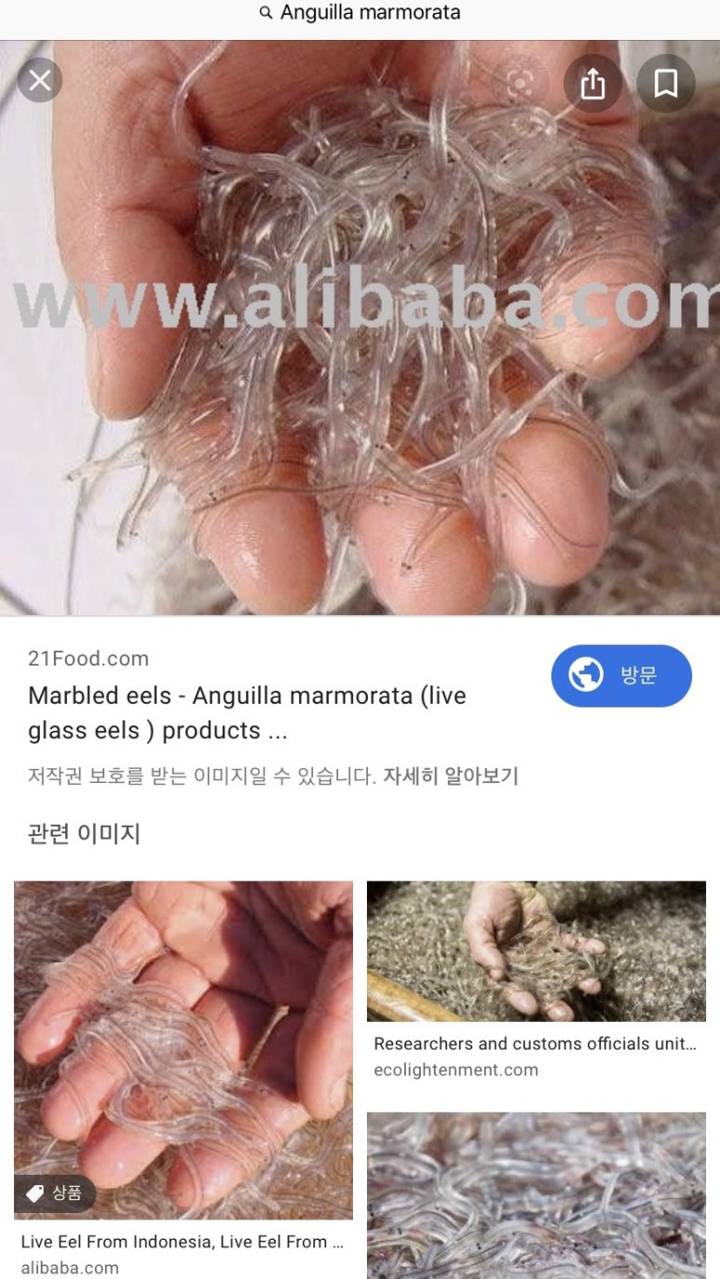 무태장어