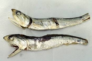 멸치과