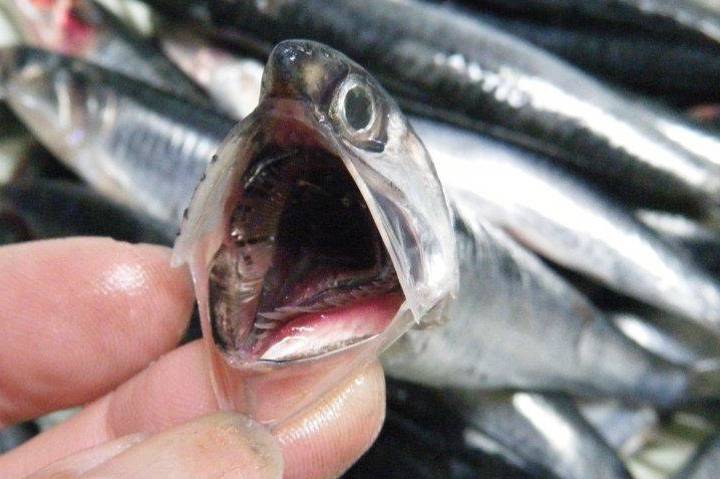 멸치과
