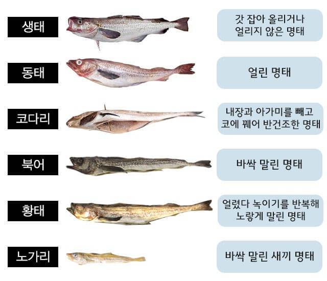 명태