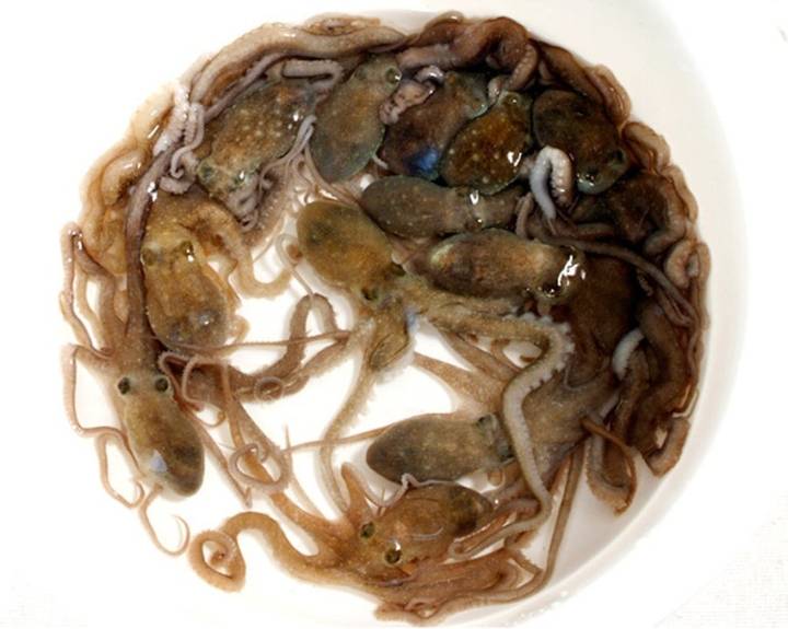 낙지