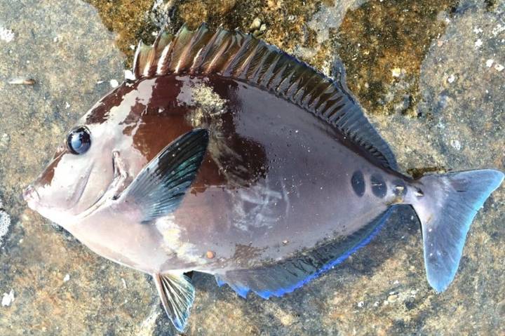 날바리
