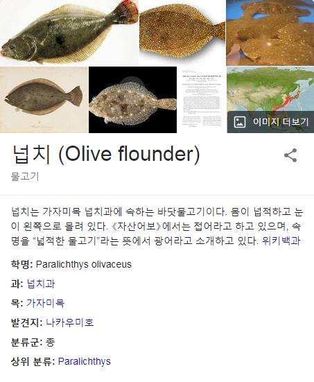 넙치