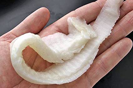 넙치