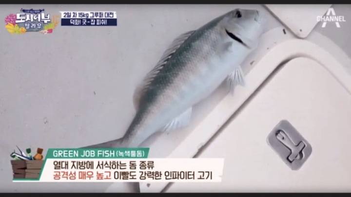 녹색퉁돔
