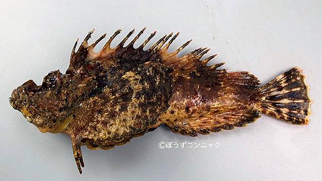 놀락감펭