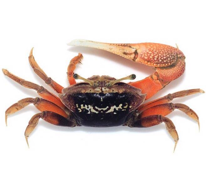 농게