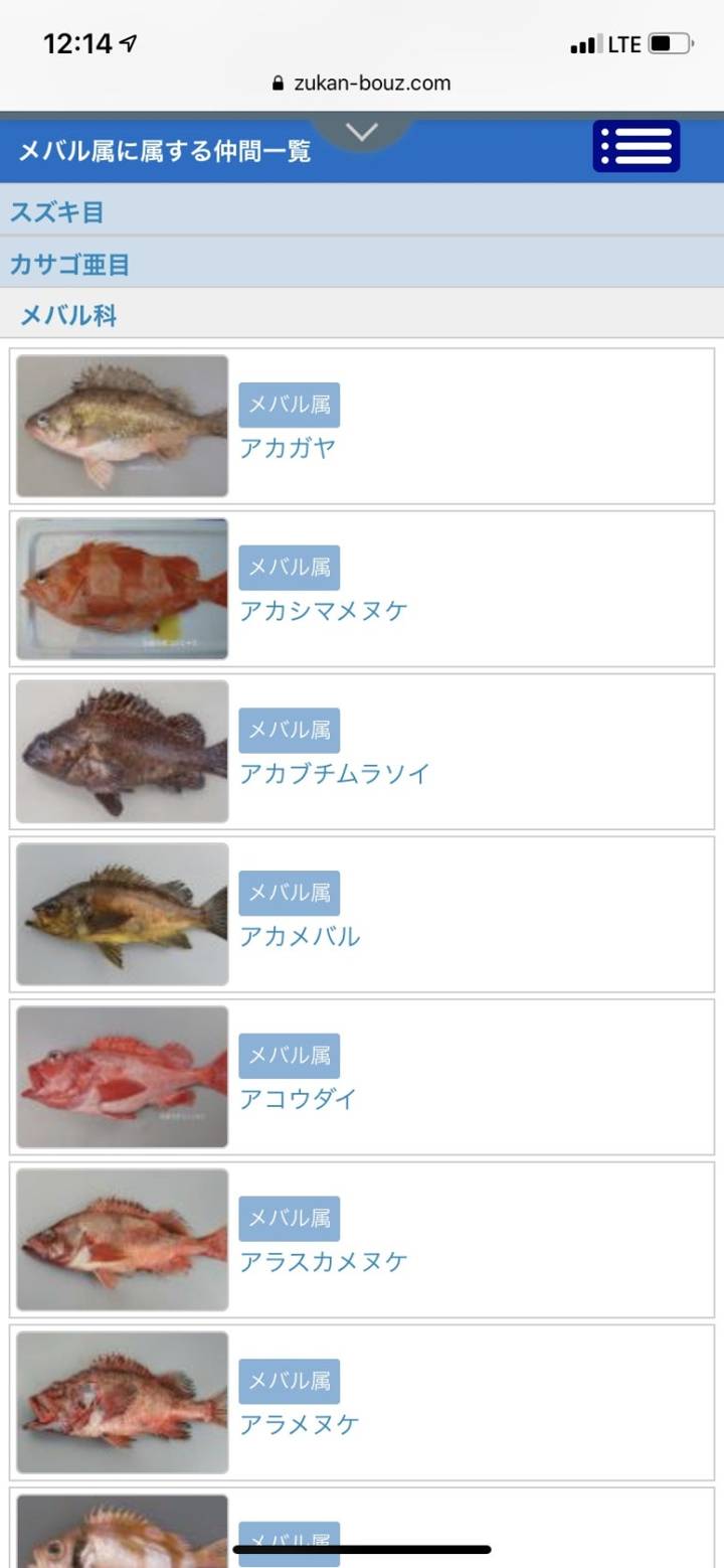 노랑볼락