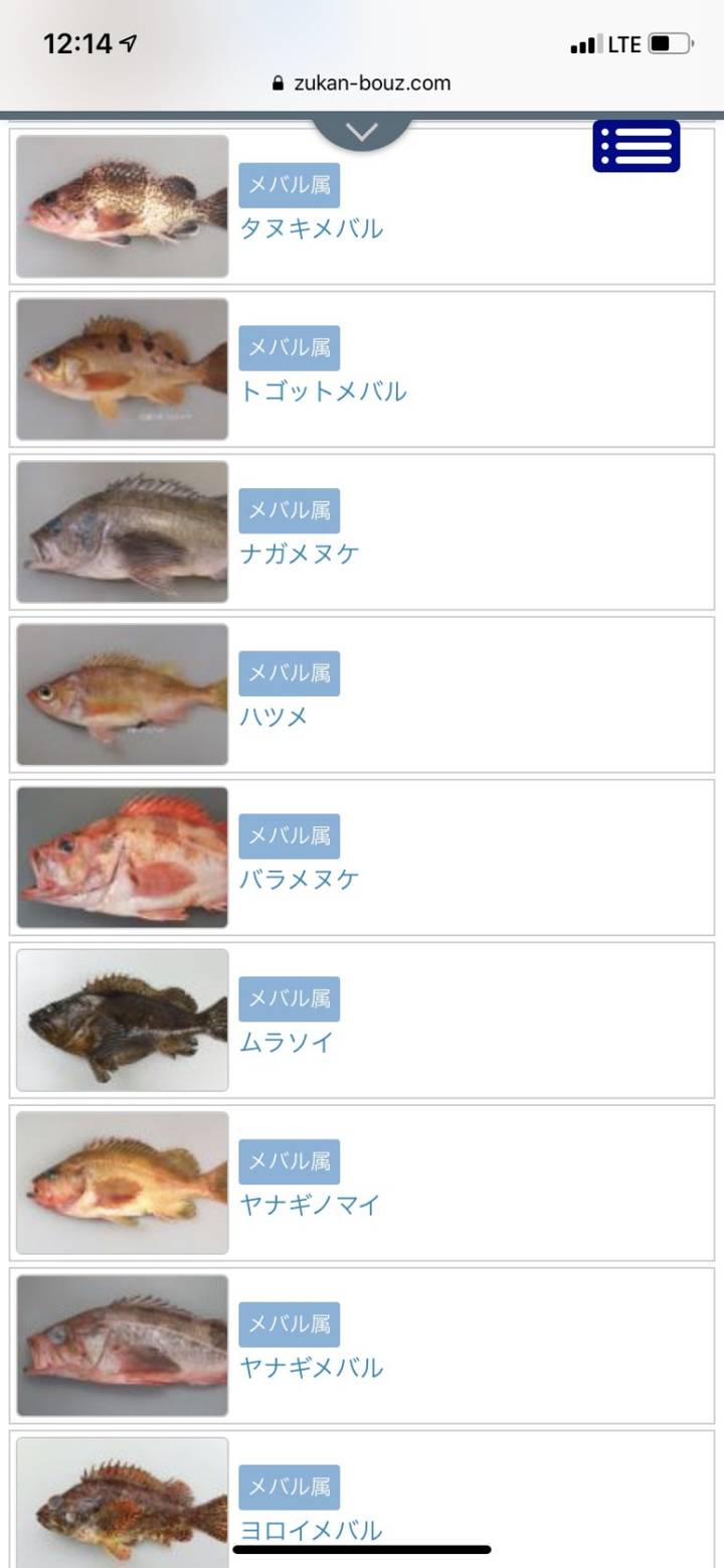 노랑볼락