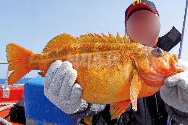 노랑볼락