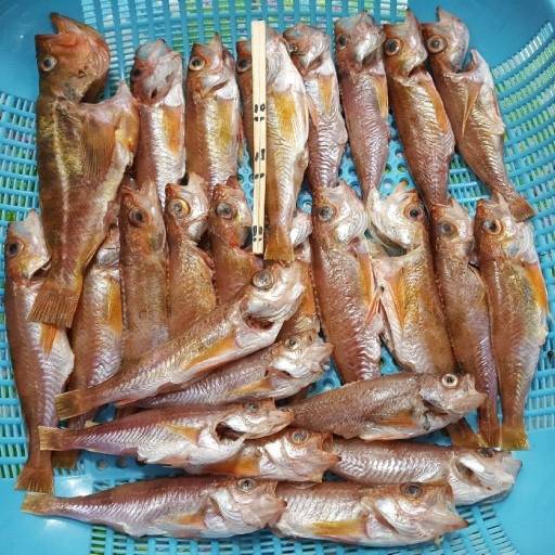 노랑볼락