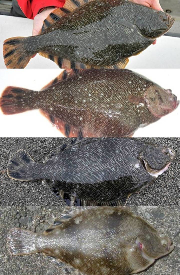 노랑가자미
