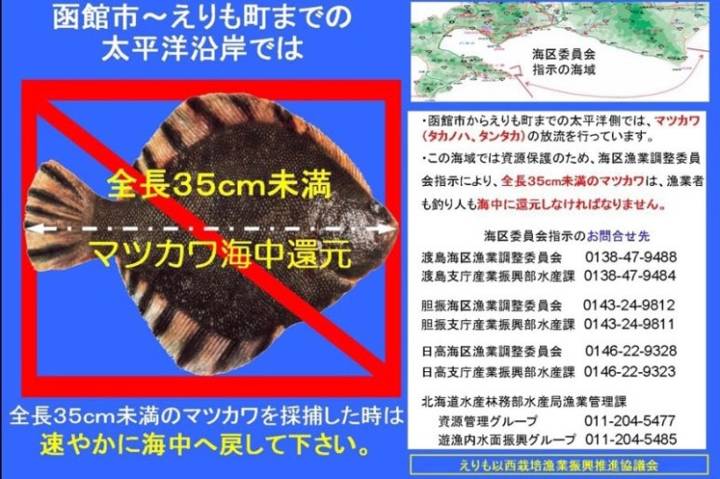 노랑가자미