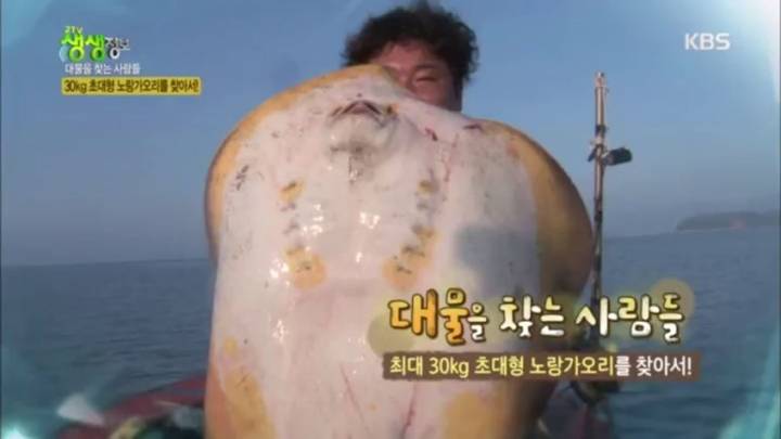 노랑가오리