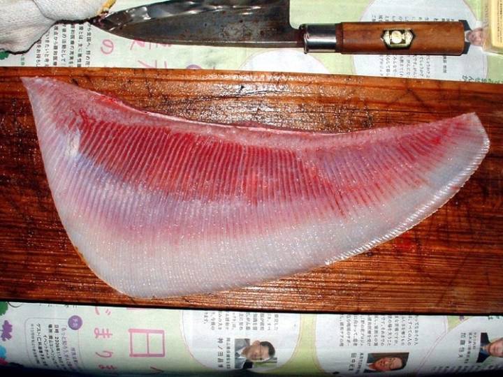 노랑가오리