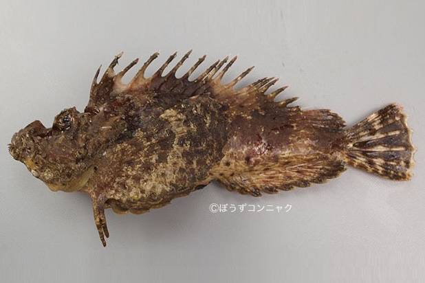 노랑가오리