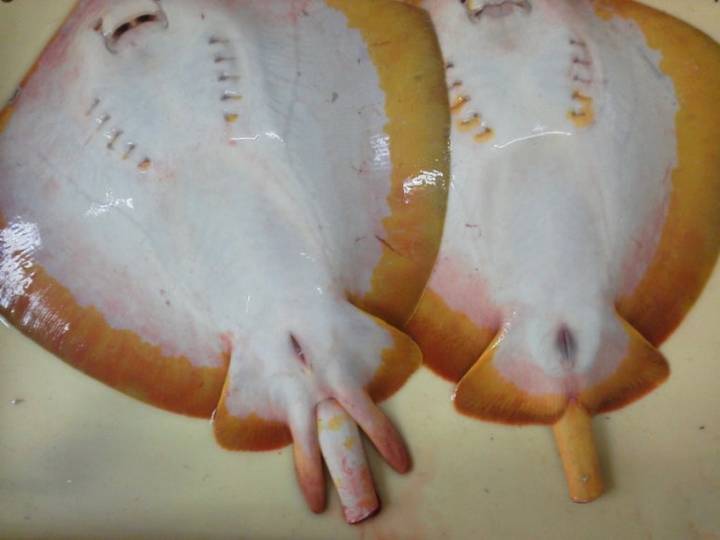 노랑가오리