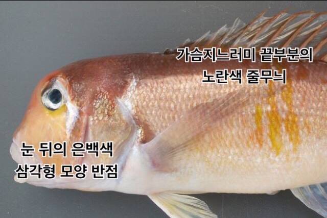 옥돔