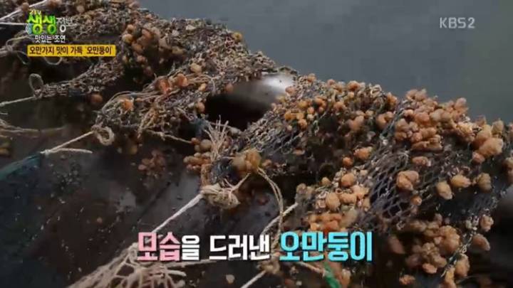 오만둥이