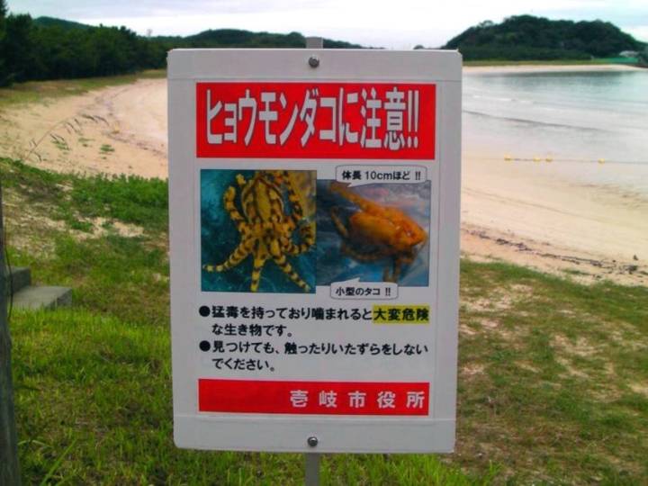 파란고리문어