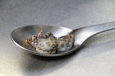 파란고리문어