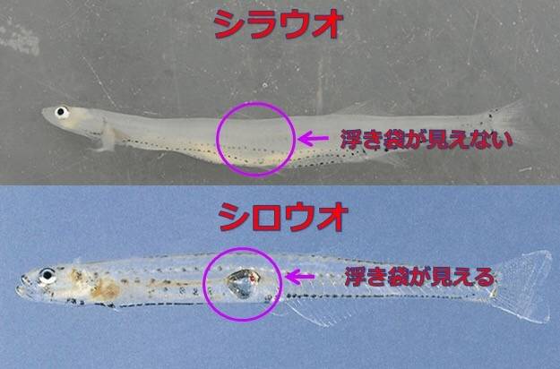 사백어
