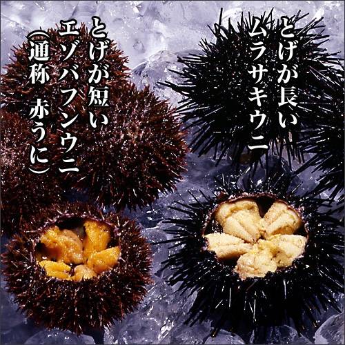 새치성게