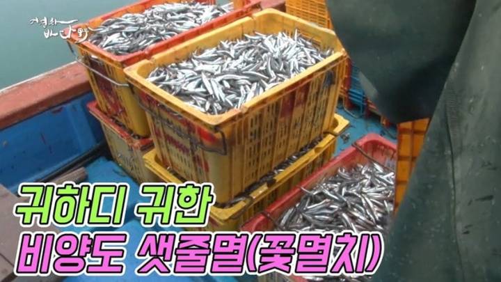 샛줄멸