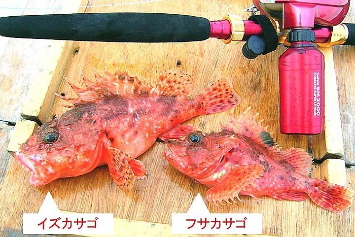 살살치