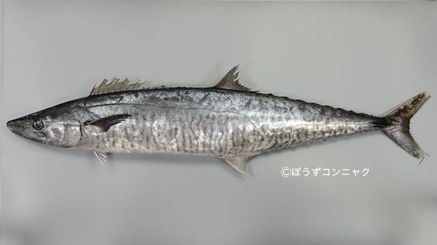 삼치