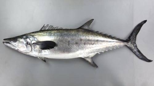 삼치