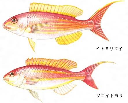 실꼬리돔